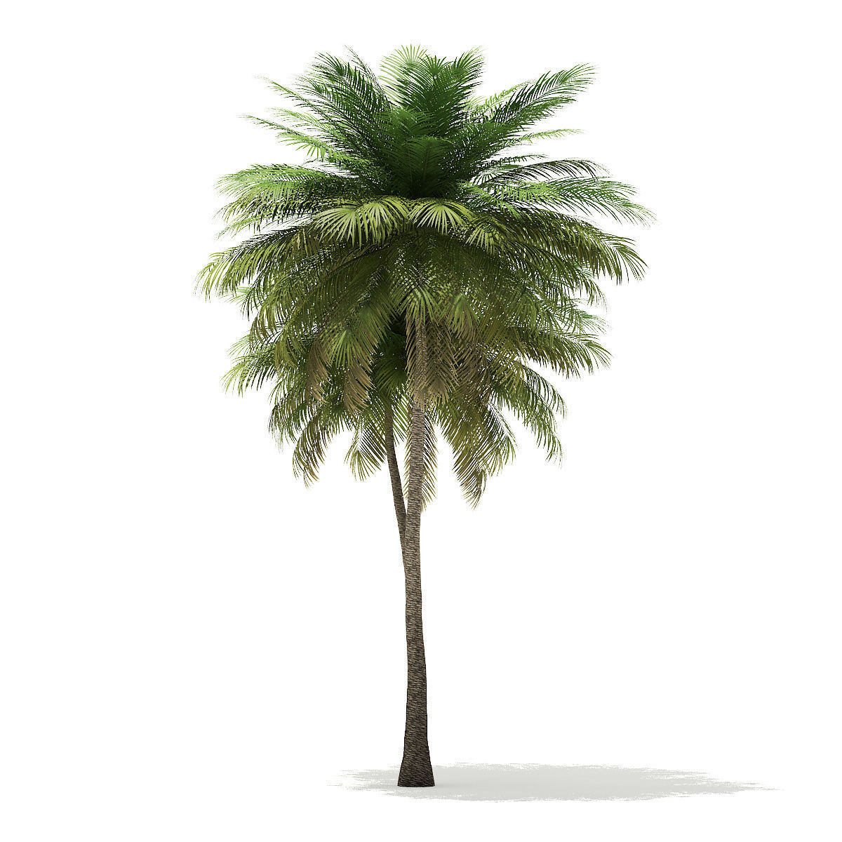 Coconut Palm Tree 3D Model 9m 3D model_4