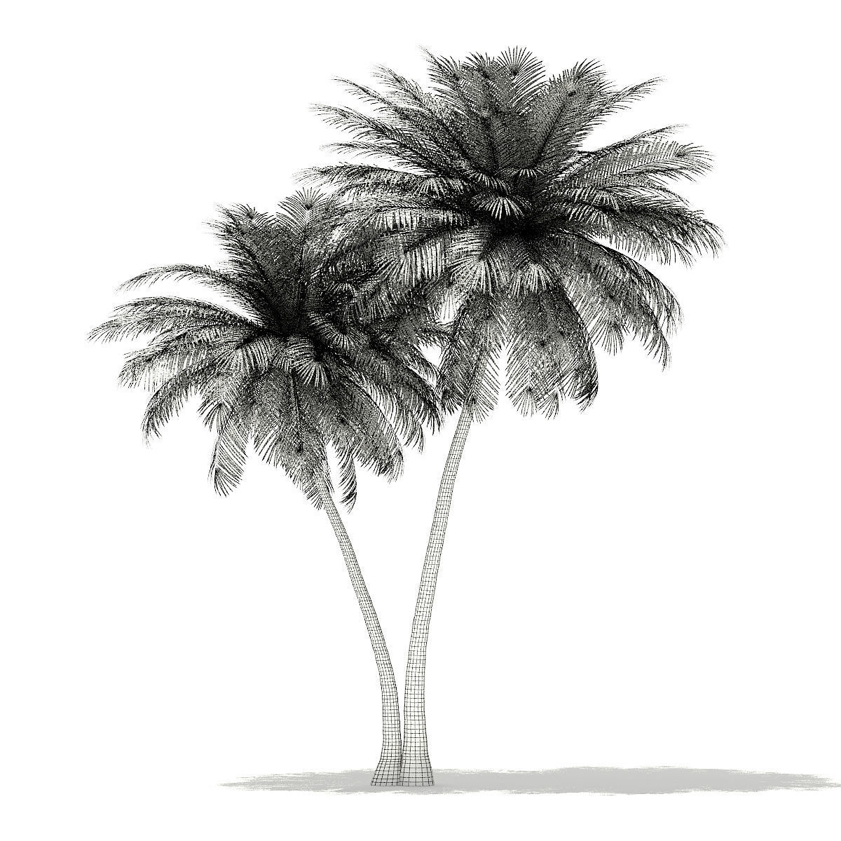 Coconut Palm Tree 3D Model 9m 3D model_5