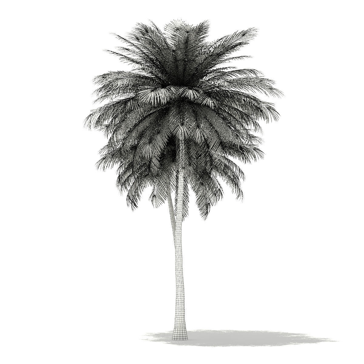 Coconut Palm Tree 3D Model 9m 3D model_7