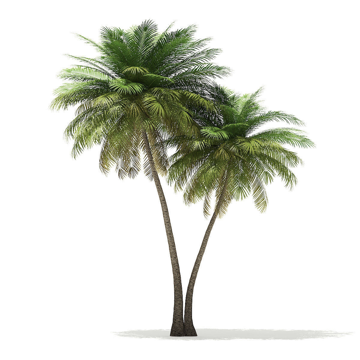Coconut Palm Tree 3D Model 9m 3D model_6