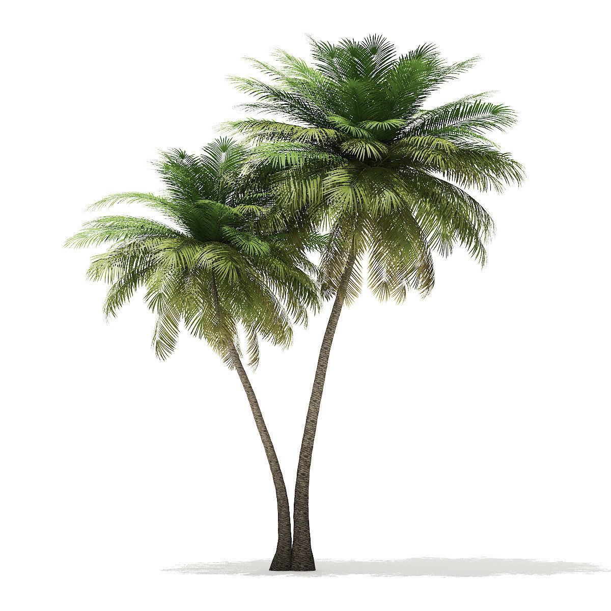 Coconut Palm Tree 3D Model 9m 3D model_2