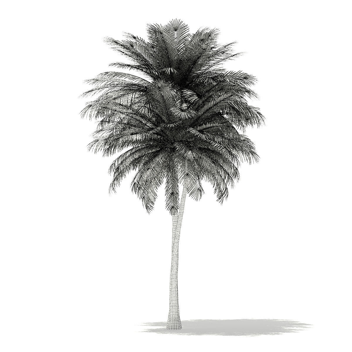 Coconut Palm Tree 3D Model 9m 3D model_3