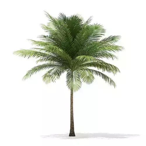 Coconut Palm Tree 3D Model 6m