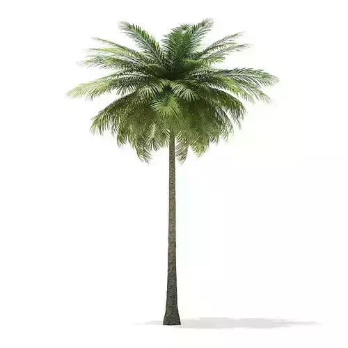 Coconut Palm Tree 3D Model 9m