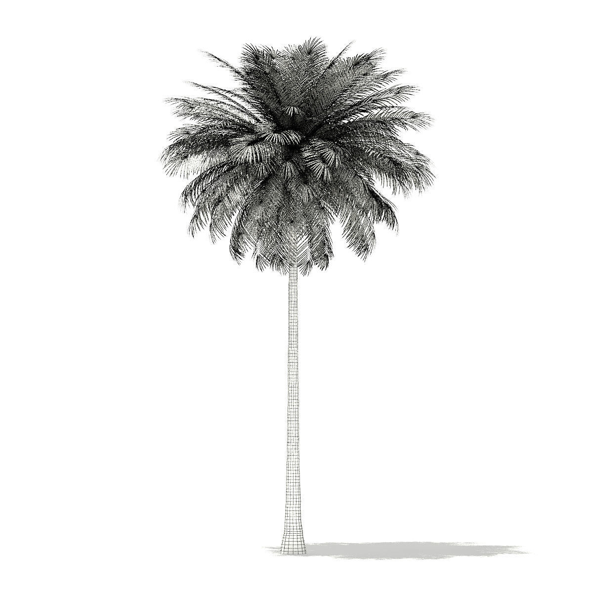 Coconut Palm Tree 3D Model 10m 3D model_1