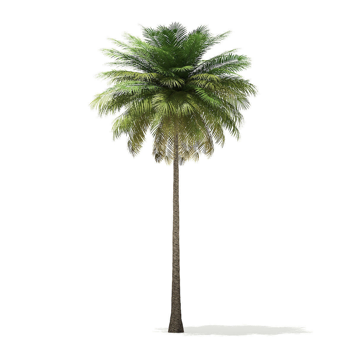 Coconut Palm Tree 3D Model 10m 3D model_2