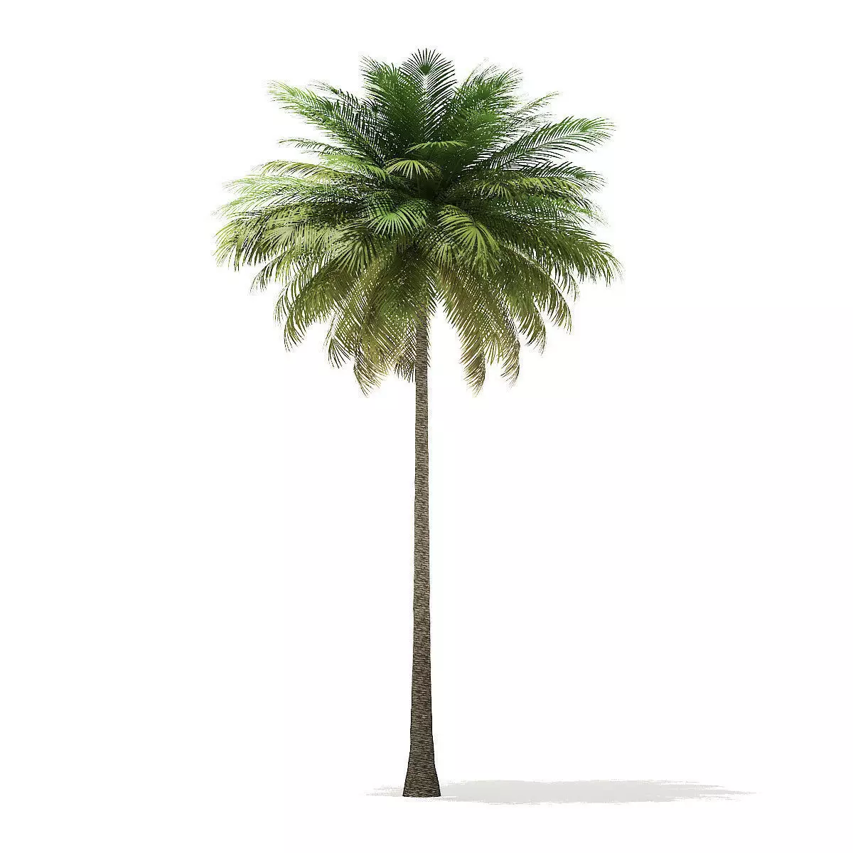 Coconut Palm Tree 3D Model 10m 3D model_0