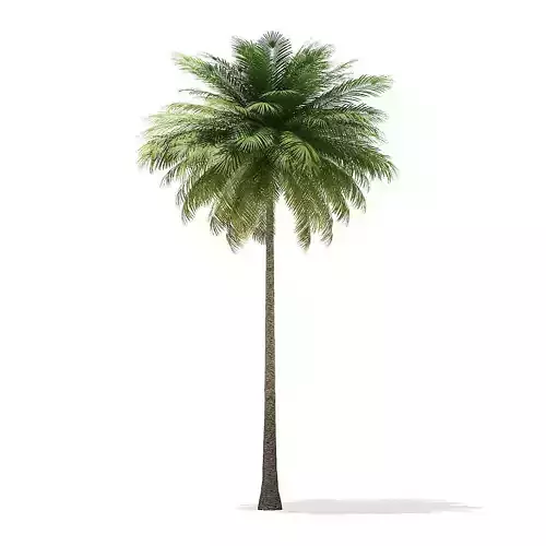 Coconut Palm Tree 3D Model 10m 3D model