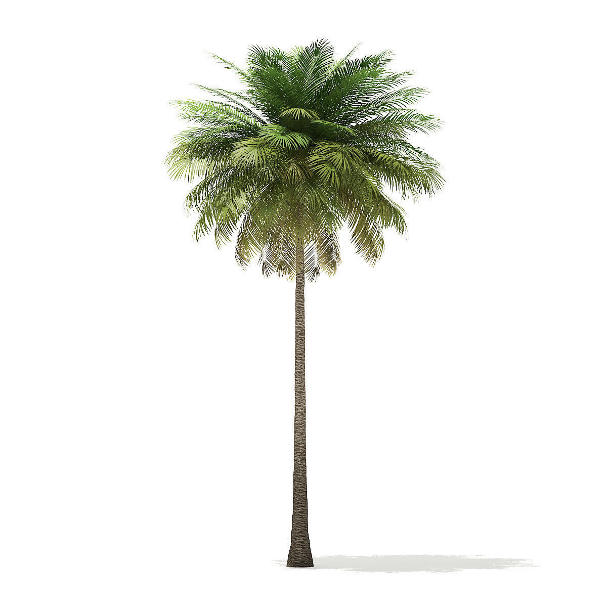 Coconut Palm Tree 3D Model 10m 3D model_6