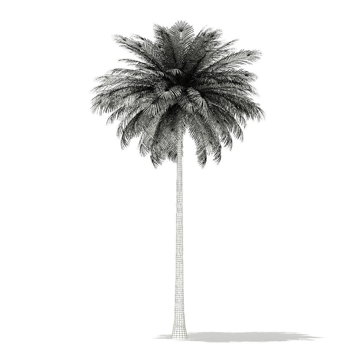Coconut Palm Tree 3D Model 10m 3D model_3