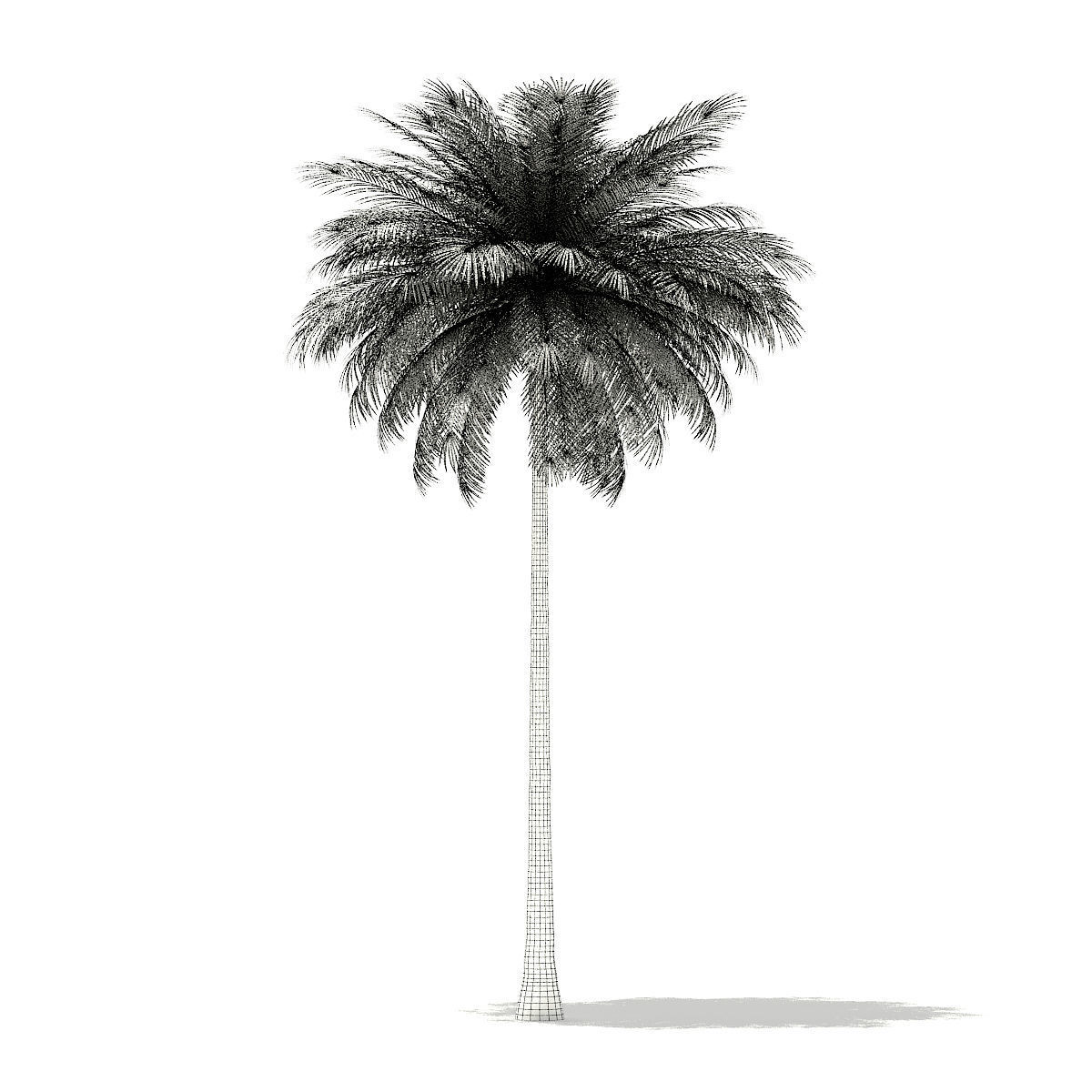 Coconut Palm Tree 3D Model 10m 3D model_7
