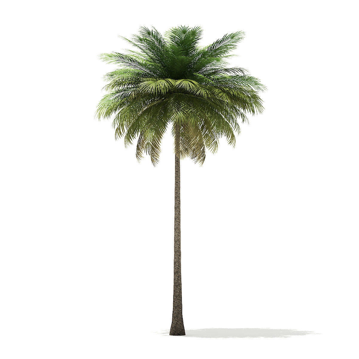 Coconut Palm Tree 3D Model 10m 3D model_4