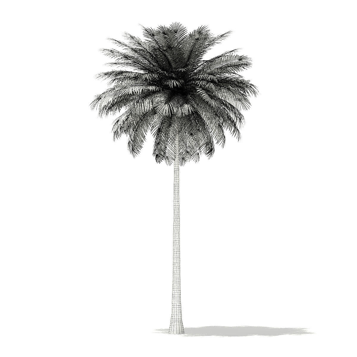 Coconut Palm Tree 3D Model 10m 3D model_5