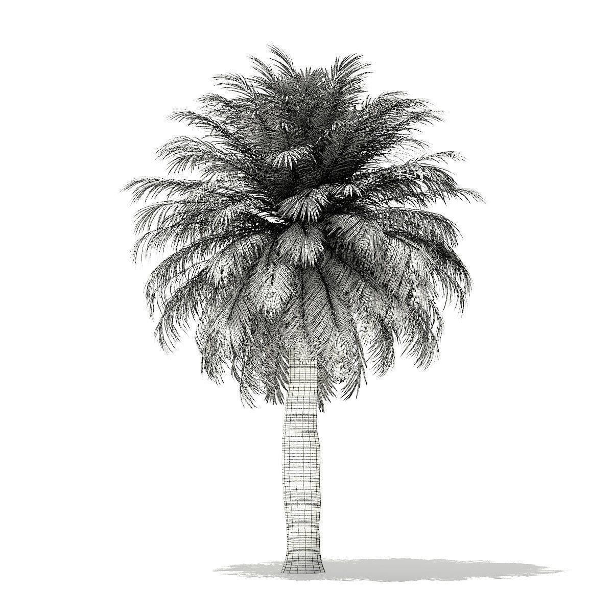 Chilean Wine Palm 3D Model 7m 3D model_5