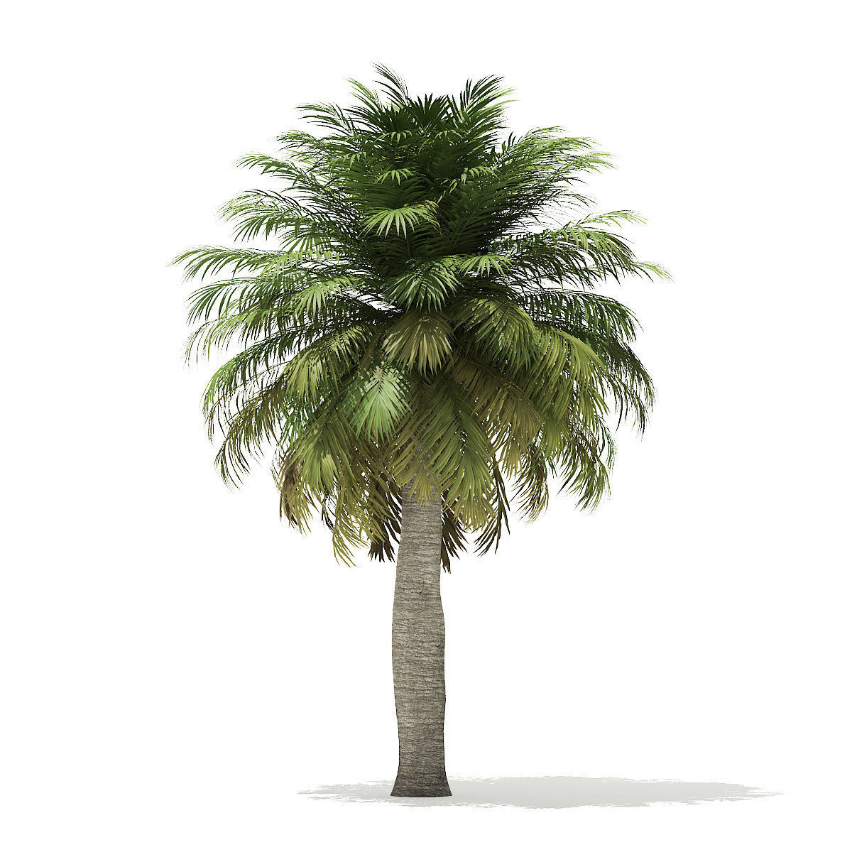Chilean Wine Palm 3D Model 7m 3D model_2