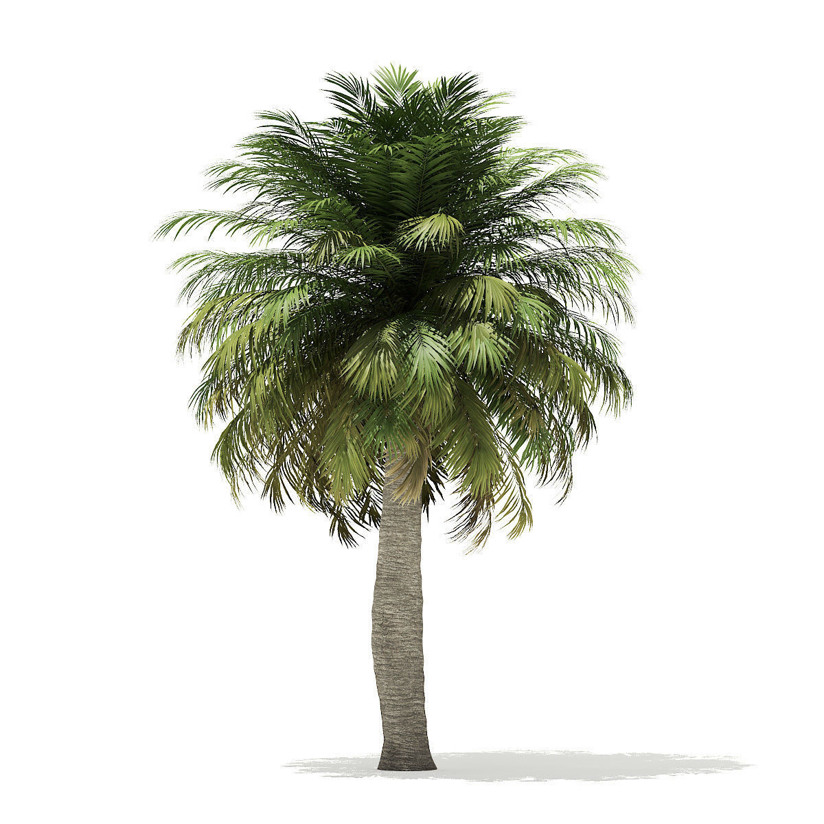 Chilean Wine Palm 3D Model 7m 3D model_4