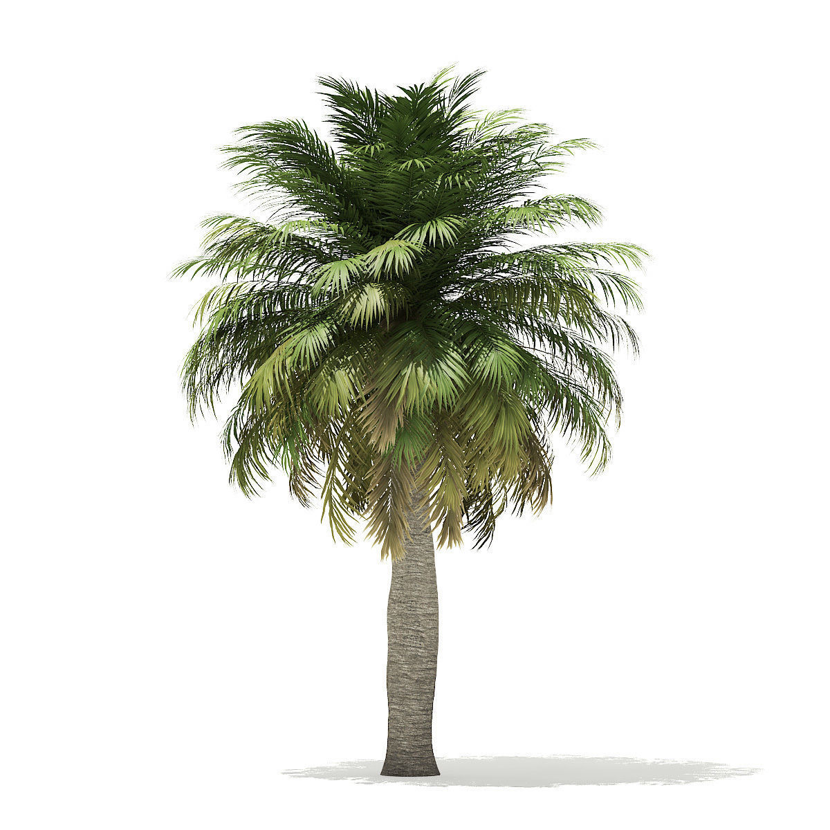 Chilean Wine Palm 3D Model 7m 3D model_6