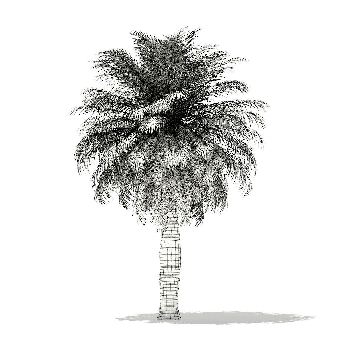 Chilean Wine Palm 3D Model 7m 3D model_1
