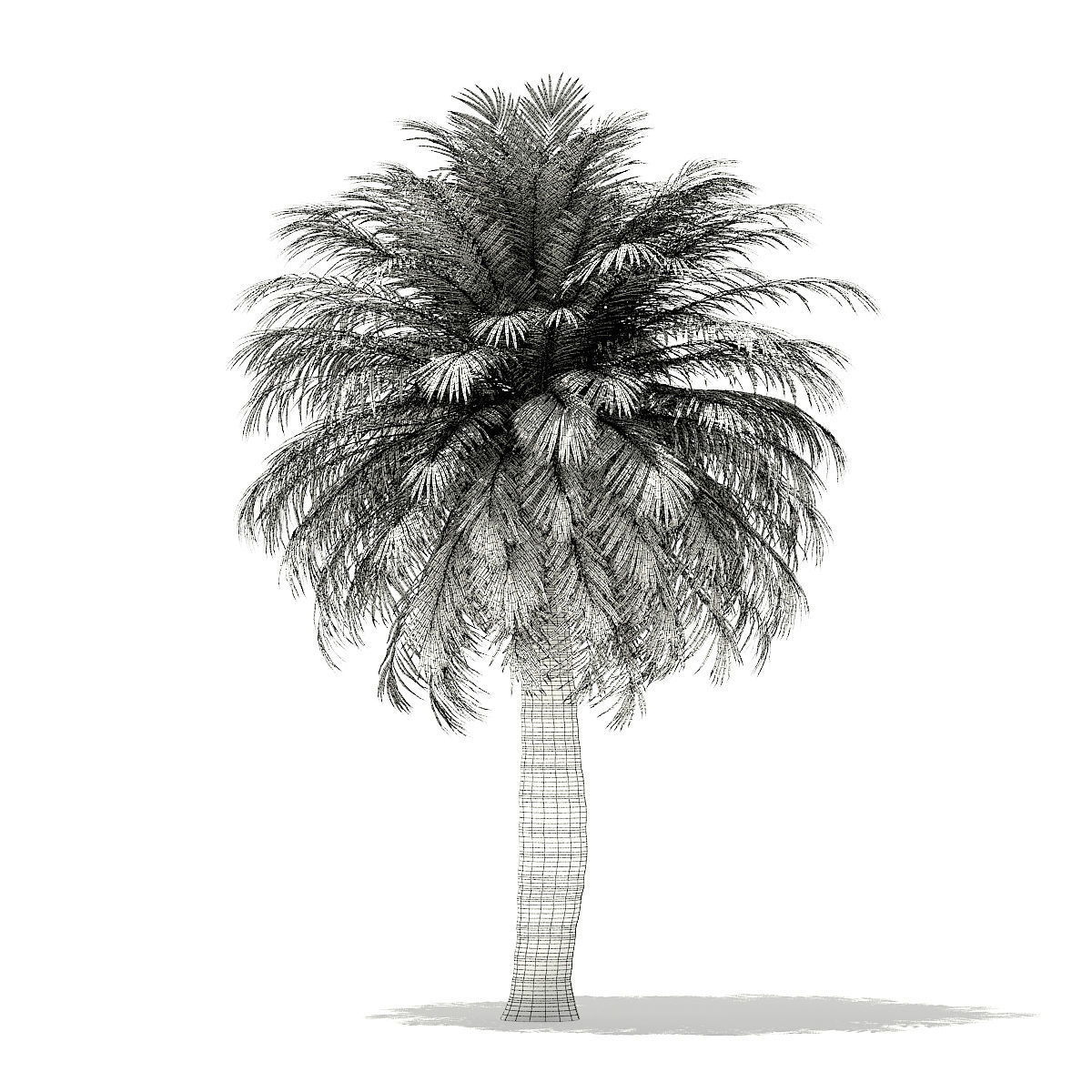 Chilean Wine Palm 3D Model 7m 3D model_3
