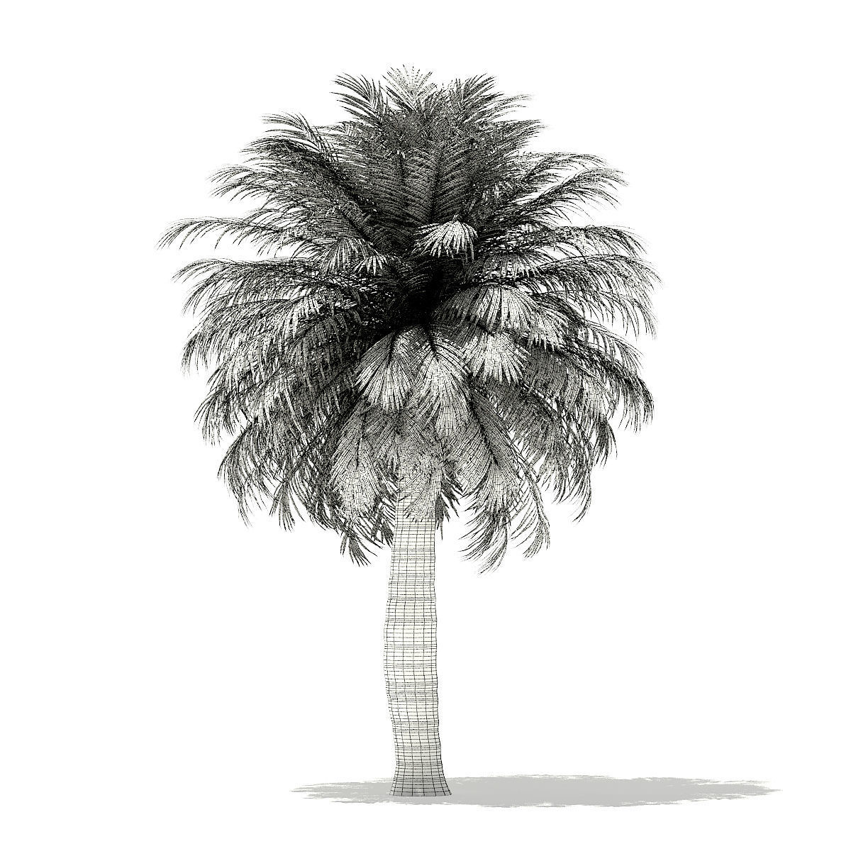 Chilean Wine Palm 3D Model 7m 3D model_7
