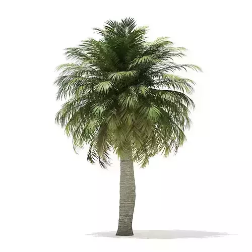 Chilean Wine Palm 3D Model 7m