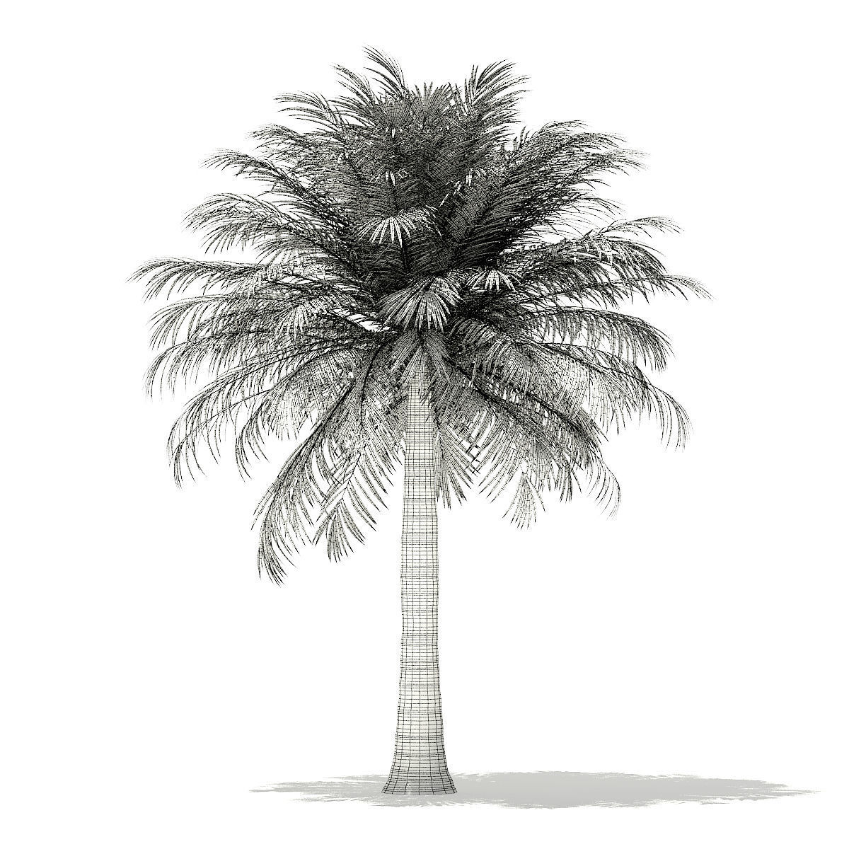 Chilean Wine Palm 3D Model 6m 3D model_5