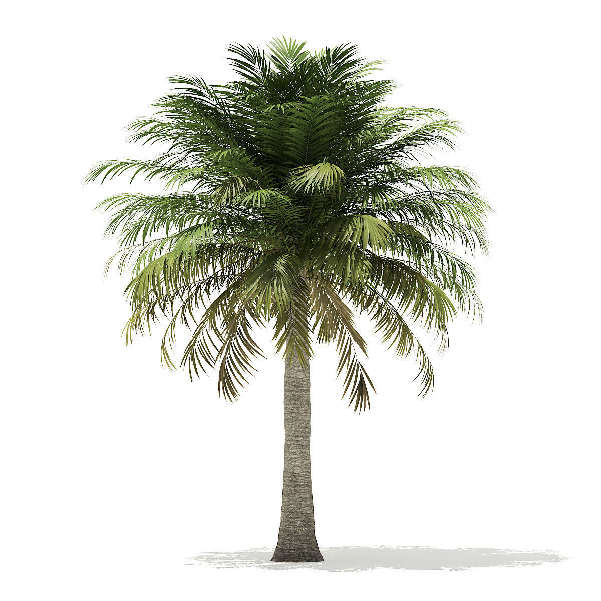Chilean Wine Palm 3D Model 6m 3D model_4