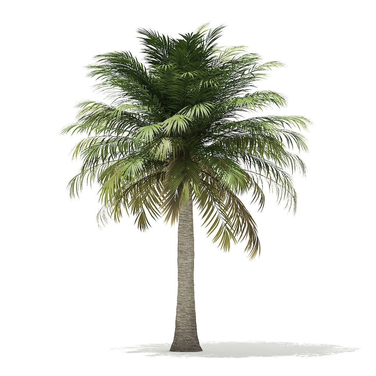 Chilean Wine Palm 3D Model 6m 3D model_6