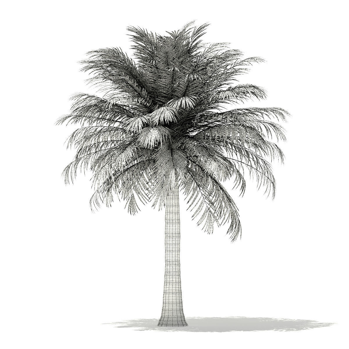 Chilean Wine Palm 3D Model 6m 3D model_1