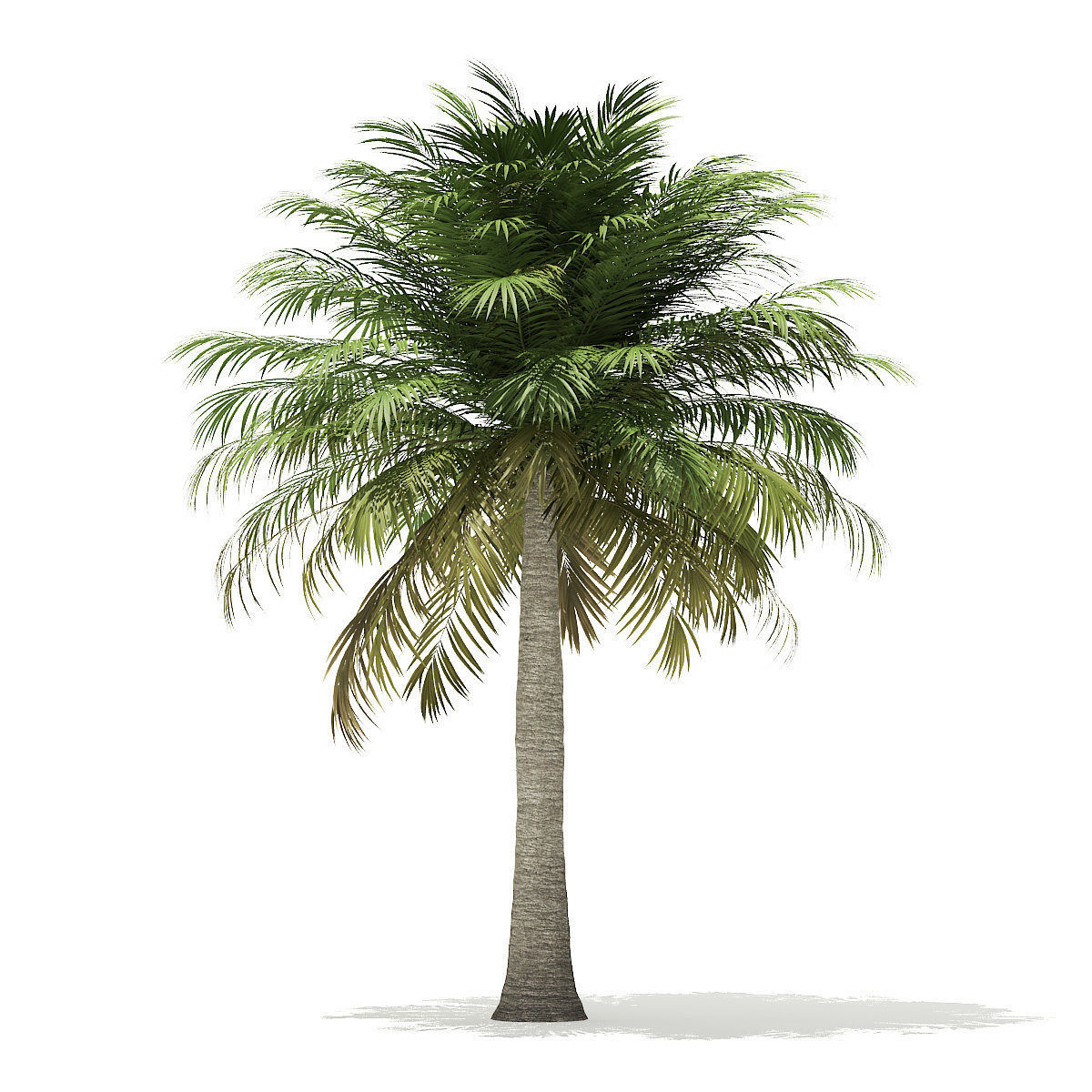 Chilean Wine Palm 3D Model 6m 3D model_2