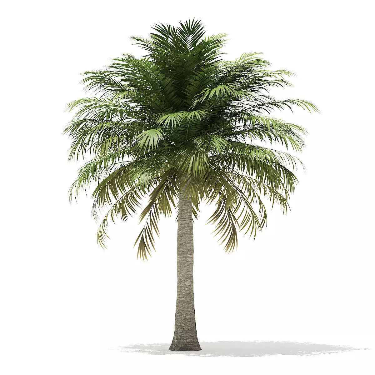 Chilean Wine Palm 3D Model 6m 3D model_0