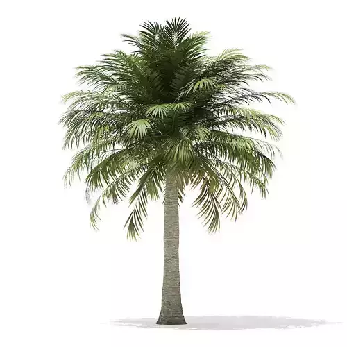 Chilean Wine Palm 3D Model 6m 3D model