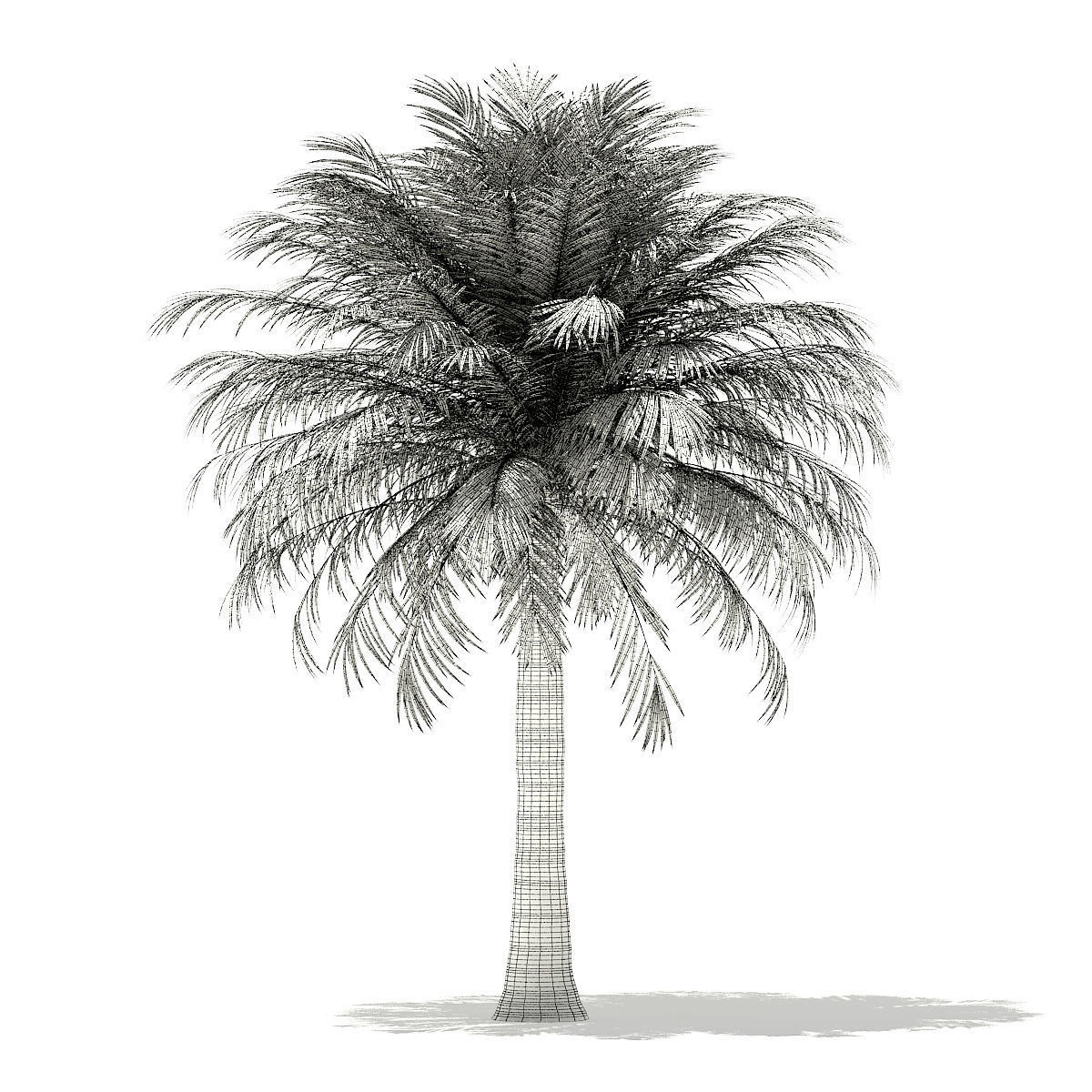 Chilean Wine Palm 3D Model 6m 3D model_7