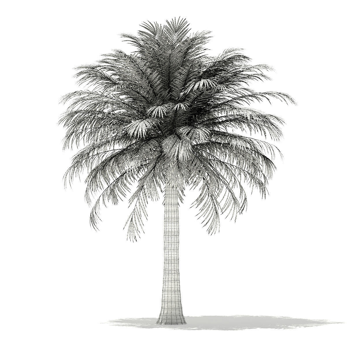 Chilean Wine Palm 3D Model 6m 3D model_3
