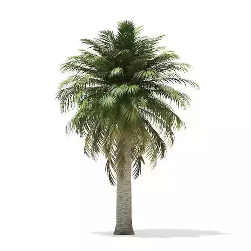 Chilean Wine Palm 3D Model 7m