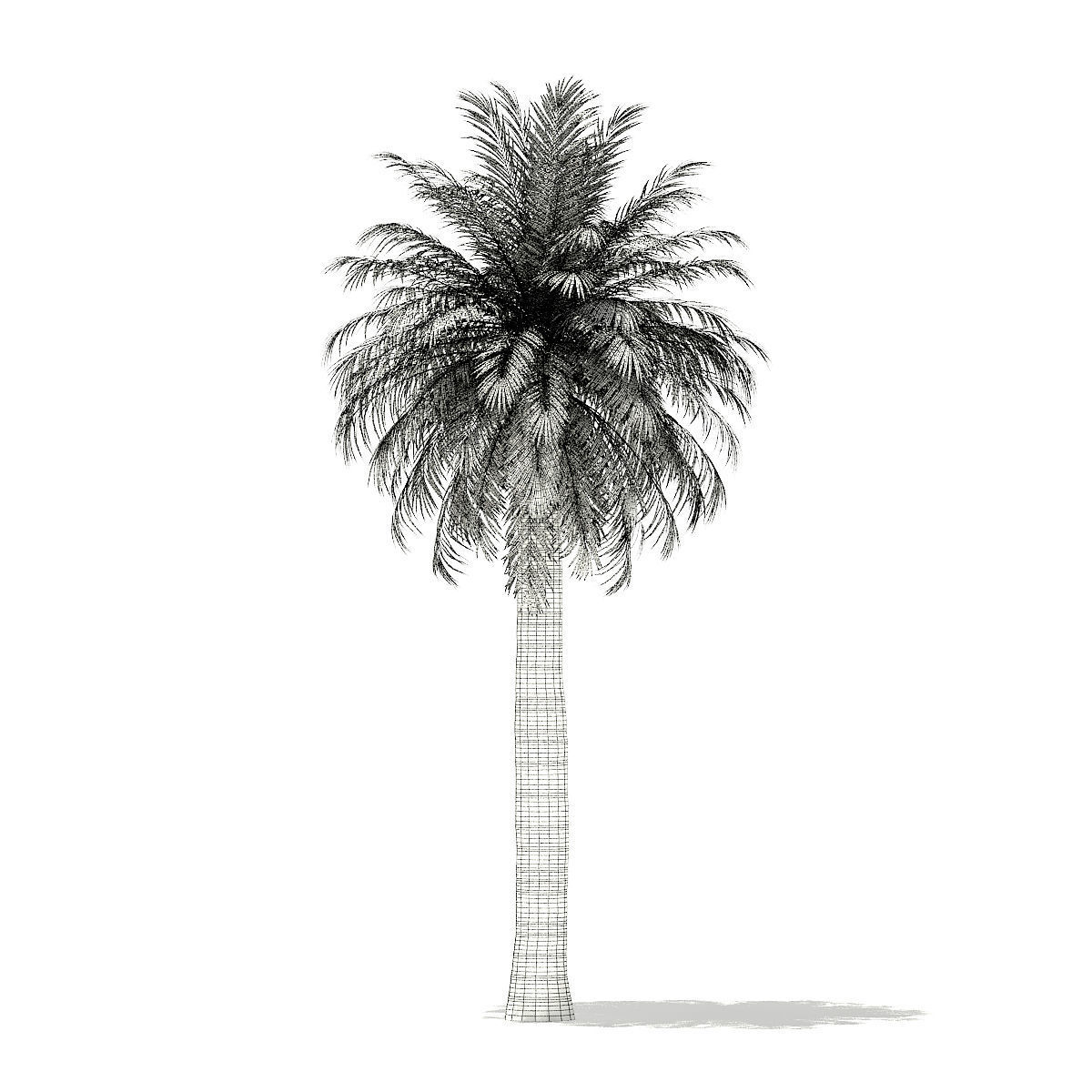 Chilean Wine Palm 3D Model 10m 3D model_1