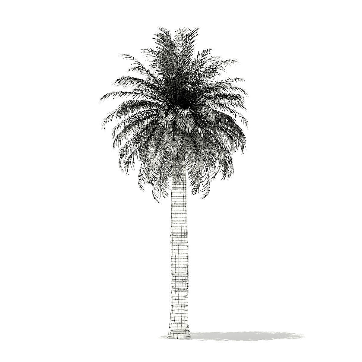 Chilean Wine Palm 3D Model 10m 3D model_3
