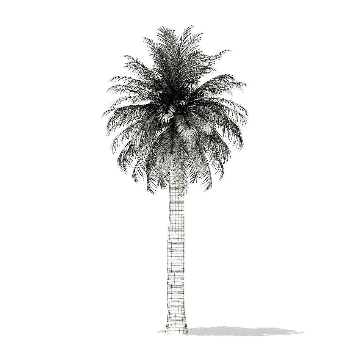 Chilean Wine Palm 3D Model 10m 3D model_5