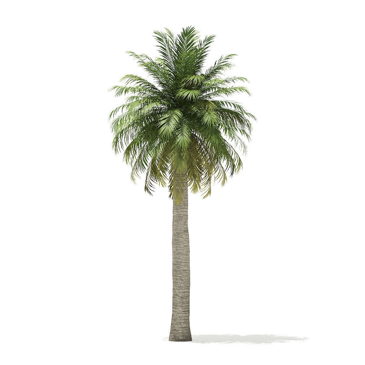 Chilean Wine Palm 3D Model 10m 3D model_6