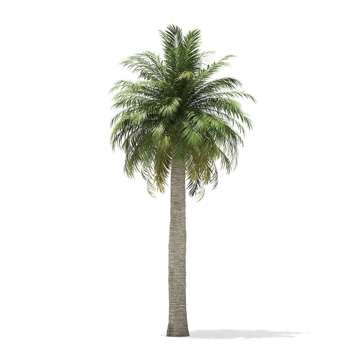 Chilean Wine Palm 3D Model 10m 3D model_4