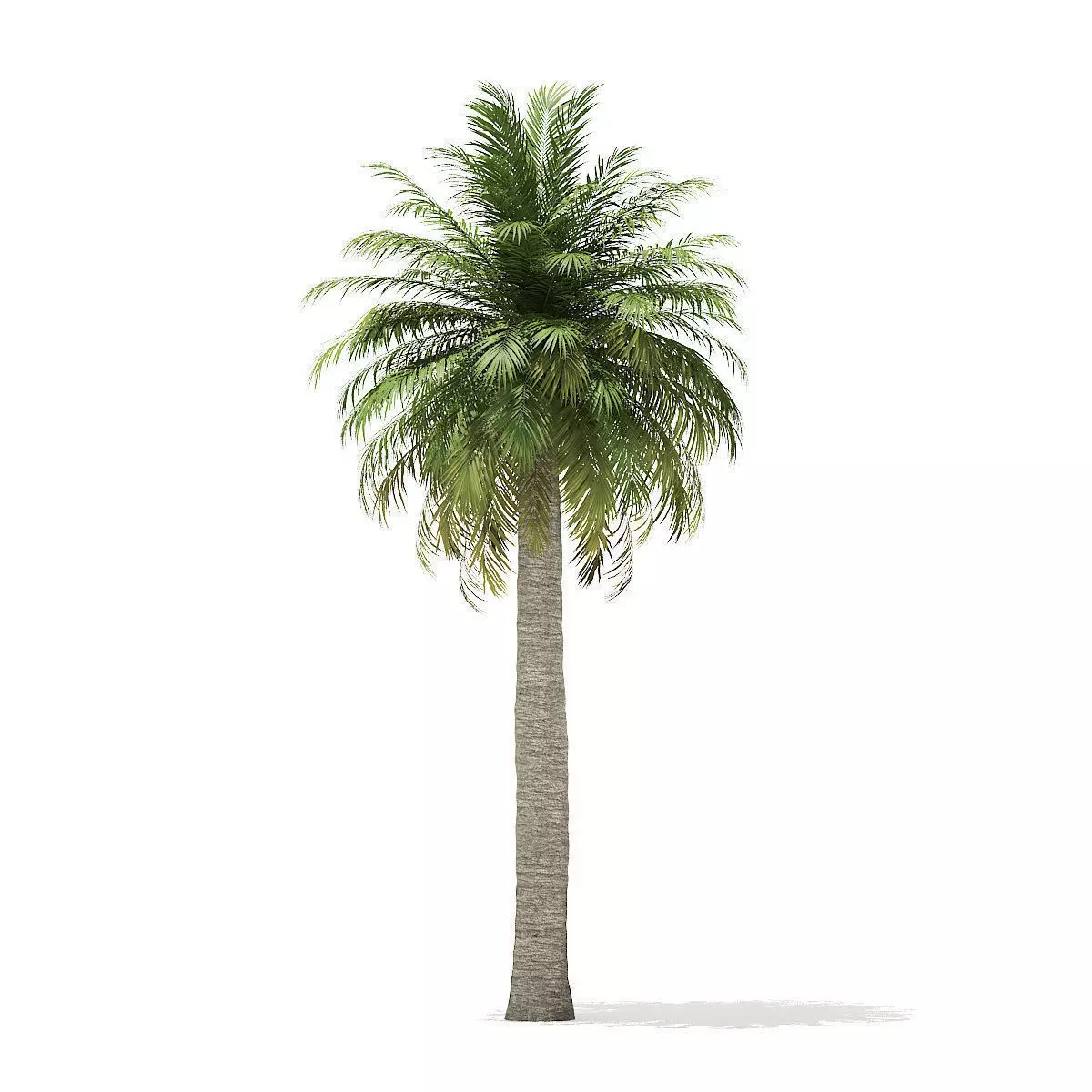 Chilean Wine Palm 3D Model 10m 3D model_0