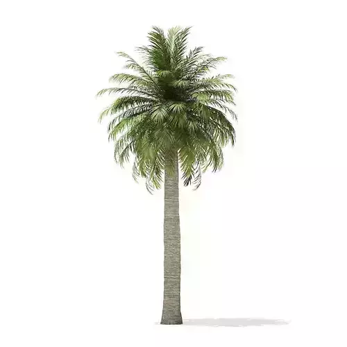 Chilean Wine Palm 3D Model 10m