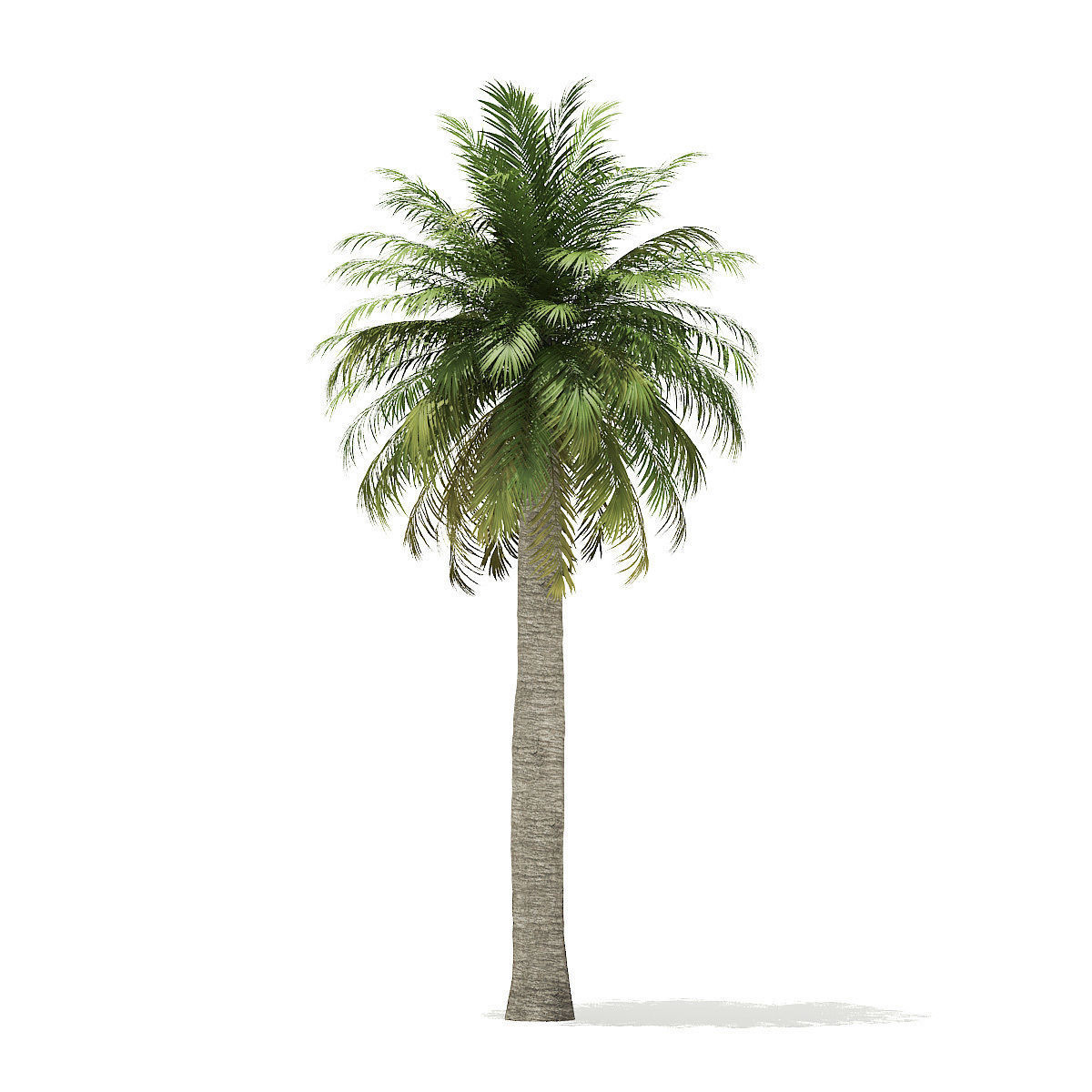 Chilean Wine Palm 3D Model 10m 3D model_2