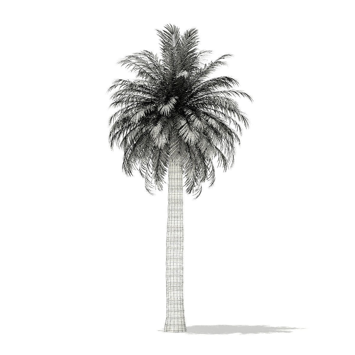 Chilean Wine Palm 3D Model 10m 3D model_7