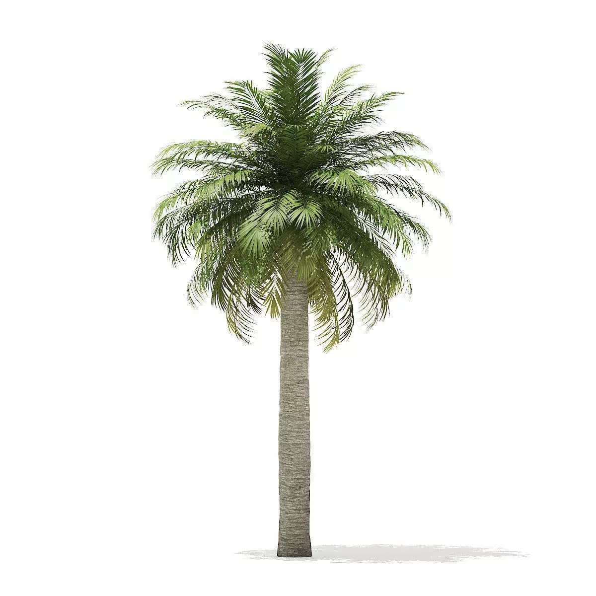 Chilean Wine Palm 3D Model 8m 3D model