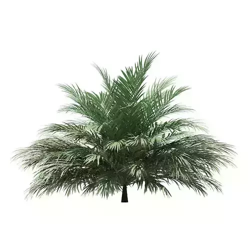 Butia Palm Tree 3D Model 2m