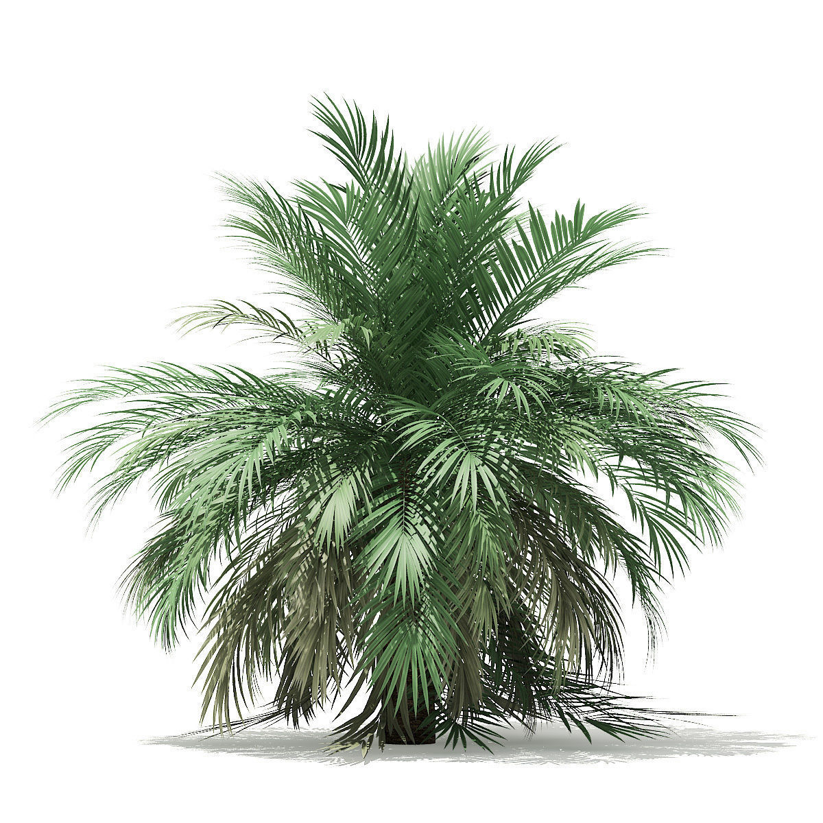 Butia Palm Tree 3D Model 3m 3D model_4