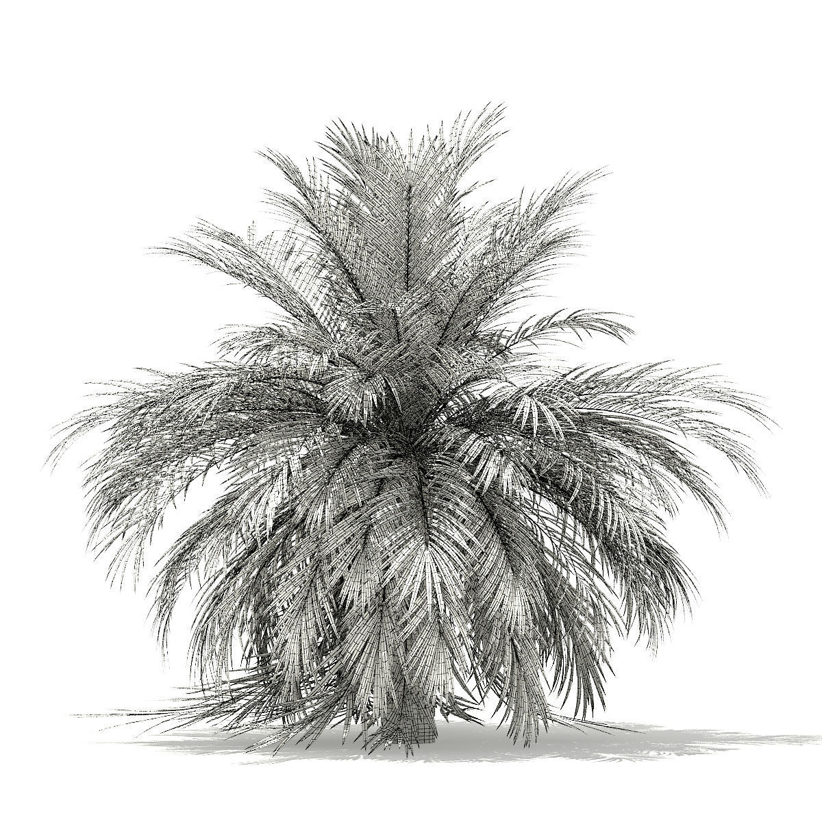 Butia Palm Tree 3D Model 3m 3D model_3