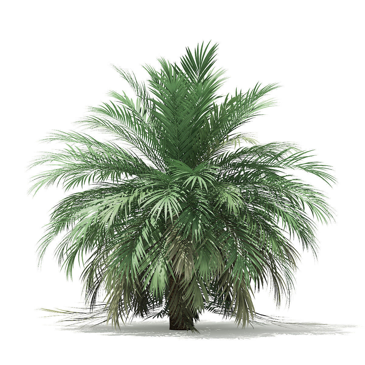 Butia Palm Tree 3D Model 3m 3D model_2