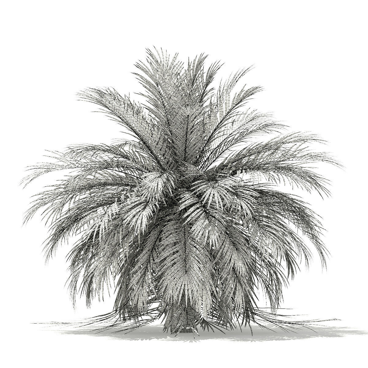Butia Palm Tree 3D Model 3m 3D model_1